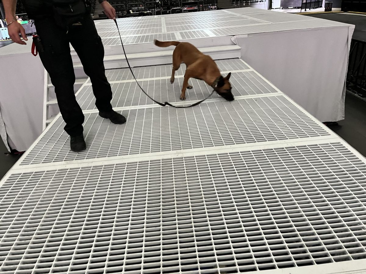 Sprengstoffspürhund EDD Kynologic