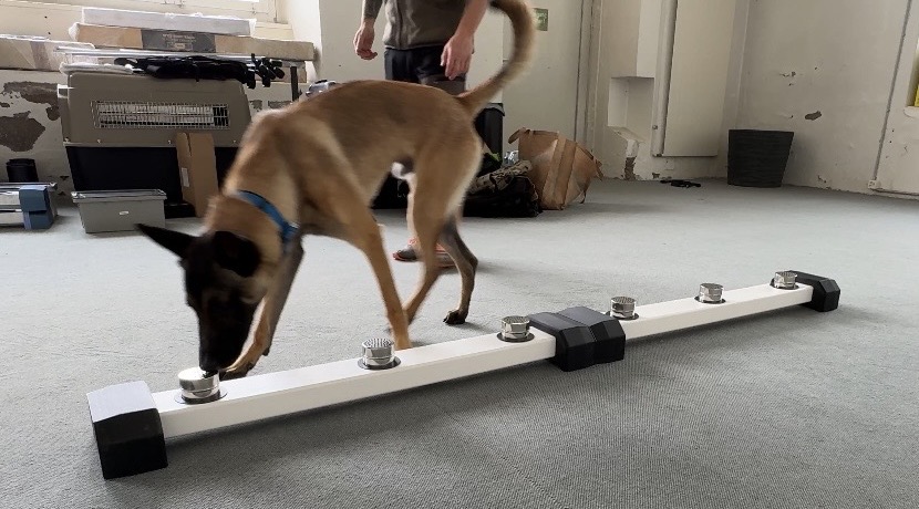 Personal Training Spürhund